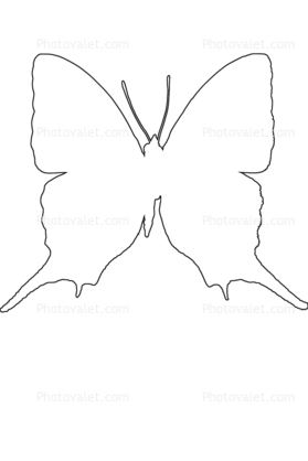 Brushfooted Butterfly outline, Peru, line drawing, shape