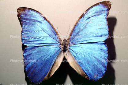 Butterfly, Iridescence, Iridescent, Wings