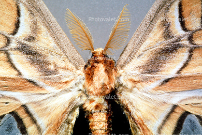 Atlas Moth, (Attacus atlas)