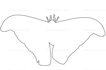 outline of an Atlas Moth, line drawing, shape