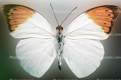 Rhopalocera, Orange-tip Butterfly, (Anthocharis cardamines), Pierinae, Pieridae, Philippines