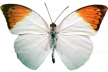 Orange-tip Butterfly, (Anthocharis cardamines), Pieridae, Pierinae, Philippines, photo-object, object, cut-out, cutout, Rhopalocera