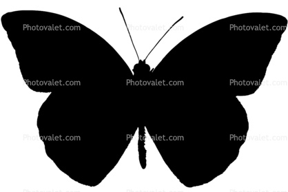 Orange-tip Butterfly silhouette, Anthocharis cardamines, Pieridae shape
