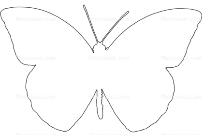 Orange-tip Butterfly line drawing, (Anthocharis cardamines) outline, Pierinae, Pieridae, Philippines, shape, Rhopalocera
