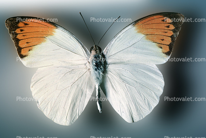 Orange-tip Butterfly, (Anthocharis cardamines), Pieridae, Pierinae, Philippines, Rhopalocera