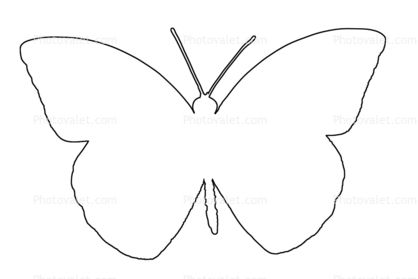 Orange-tip Butterfly, (Anthocharis cardamines), Pieridae, Pierinae, Philippines, Rhopalocera, outline, line drawing, shape