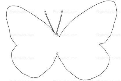 Butterfly outline, Butterfly, Wings, line drawing, shape