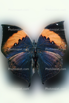 [Ithomyiidae], Butterfly, Wings
