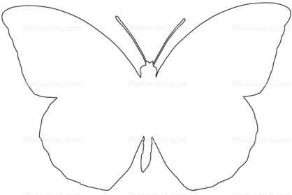 Orange-tip Butterfly, (Anthocharis cardamines), Pieridae, Pierinae, Philippines, Rhopalocera, line drawing, shape, Rhopalocera