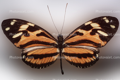Butterfly, Brassolidae