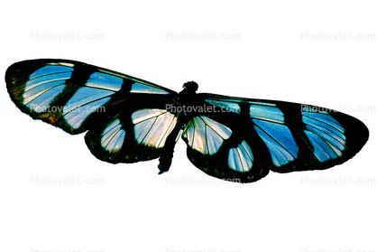 Butterfly, photo-object, object, cut-out, cutout