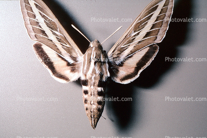 White Lined Sphinx moth, (Hyles lineata), Sphingidae