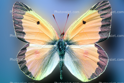 Alfalfa Sulfer, (Colias eurytheme), Butterfly Wings