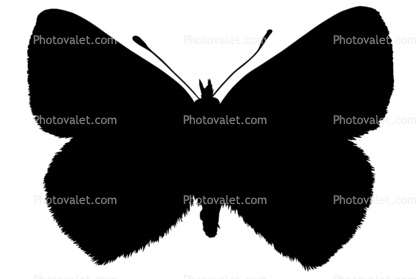 Purpulish Copper Butterfly Wings Silhouette, shape, logo, (Lycaena helloides), Iridescence, Iridescent, Wings