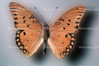 Gulf Fritillary, (Agraulis vanillae), Nymphalidae, Wings