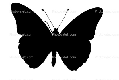 Gulf Fritillary silhouette, logo, shape, Gulf Fritillary, (Agraulis vanillae), Nymphalidae, Wings