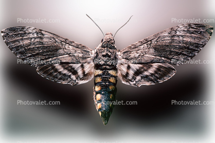 Tobacco Hornworm Moth, (Manduca quinquemaculata), Sphingidae