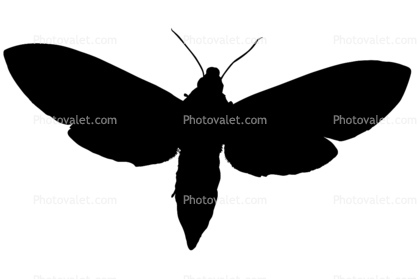 Tobacco Hornworm Moth silhouette, logo, shape