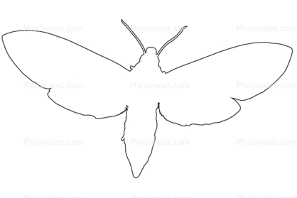 Tobacco Hornworm Moth outline, line drawing, shape