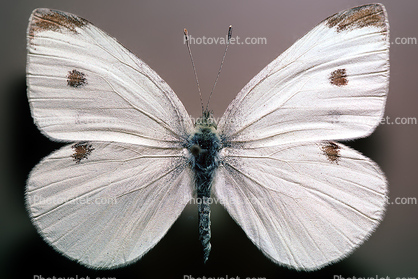 Cabbage Butterfly, (Pieris rapae), Pieridae