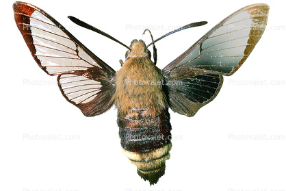 California Clearwing Sphinx Moth photo-object, object, cut-out, cutout, (Hemaris diffinis), Sphingidae