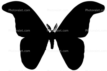 Atlas Moth logo, (Attacus atlas), Saturniidae