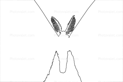 Atlas Moth outline, line drawing, shape, Atlas Moth, (Attacus atlas), Saturniidae