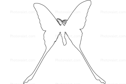 Comet Moth outline, Madagascan moon moth, Comet Moth, (Argema mittrei), Saturniidae, Madagascar, line drawing, shape