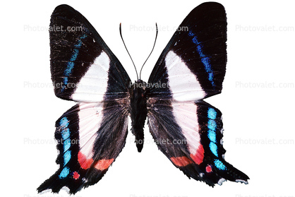 Metalmark Butterfly photo-object, object, cut-out, cutout