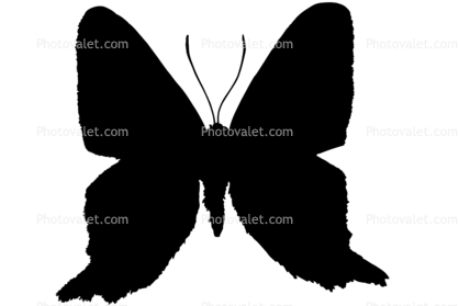 Metalmark Butterfly silhouette, logo, shape