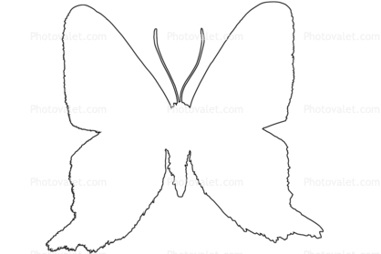 Outline Metalmark Butterfly, line drawing, shape