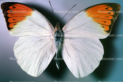 Orange-tip Butterfly, (Anthocharis cardamines), Pieridae, Pierinae, Philippines, Rhopalocera, Rhopalocera