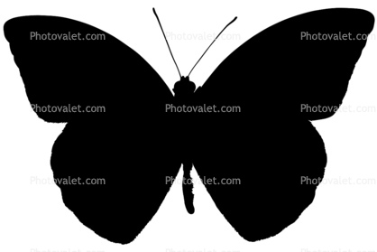 Orange-tip Butterfly Silhouette, Anthocharis cardamines, Pieridae, Philippines, logo, shape