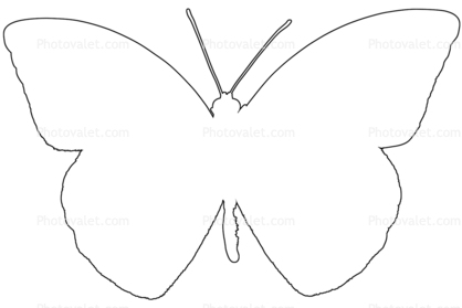Orange-tip Butterfly, (Anthocharis cardamines), Pieridae, Pierinae, Philippines, Rhopalocera, line drawing, shape, Rhopalocera