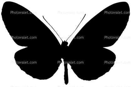 Butterfly silhouette, logo, shape