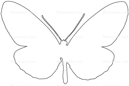 Butterfly outline, line drawing, shape