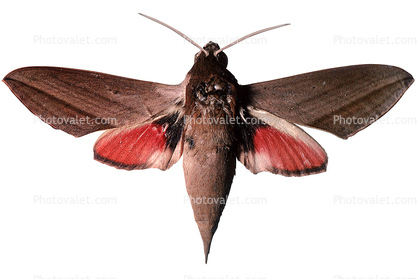 Levant hawk moth, (Theretra alecto), Sphingidae photo-object, object, cut-out, cutout