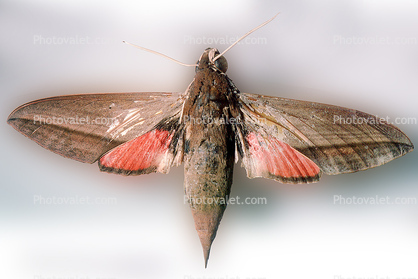 Levant hawk moth, (Theretra alecto), Sphingidae