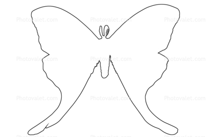 Luna Moth  line drawing, (Actias luna), Saturniidae outline, shape