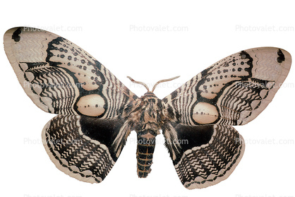 Owl Moth photo-object, object, cut-out, cutout, (Brahmaea wallichii), Brahmaeidae