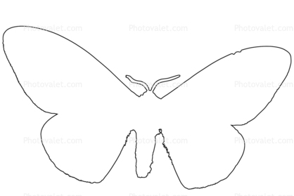 Owl Moth outline, line drawing, shape
