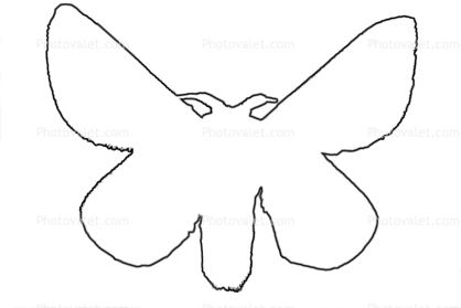 Rosy Maple Moth outline, line drawing, shape