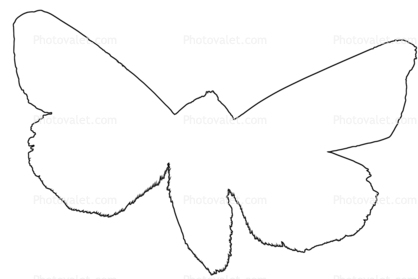Moth outline, line drawing, shape