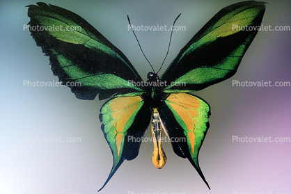 Paradise Birdwing Butterfly, (Ornithoptera paradisea), Papilionidae, Troidini, Iridescent