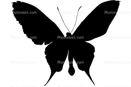 Paradise Birdwing Butterfly silhouette, logo, shape