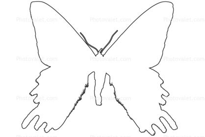 Madagascan sunset moth outline, line drawing, shape, (Chrysiridia ripheus), Uraniidae