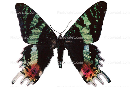 Madagascan sunset moth photo-object, object, cut-out, cutout, (Chrysiridia ripheus), Uraniidae