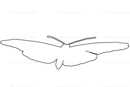 Butterfly outline, line drawing