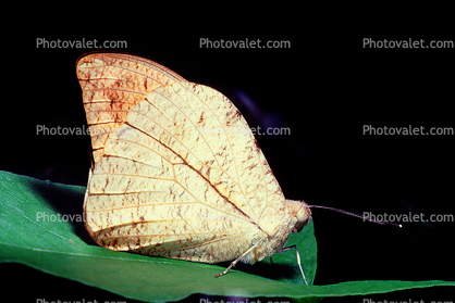 Butterfly, leaf camouflage, Biomimicry