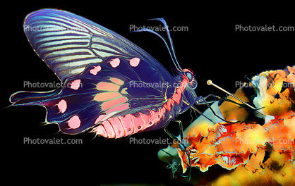 Transcendental Butterfly abstract, Paintography